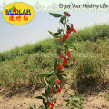 Nêspera Lbp USDA Nof Organic Goji Berry